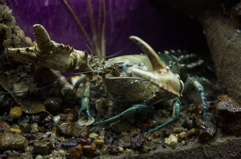 ArtStation - Museum Bones & Insects Reference Pack | Resources