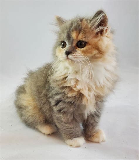 munchkin cat for sale texas