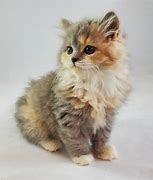 Image result for munchkin kitten videos