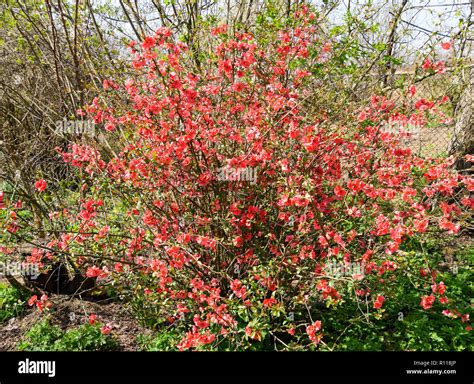 Bush with pink flowers. Spring flowering shrubs Stock Photo - Alamy