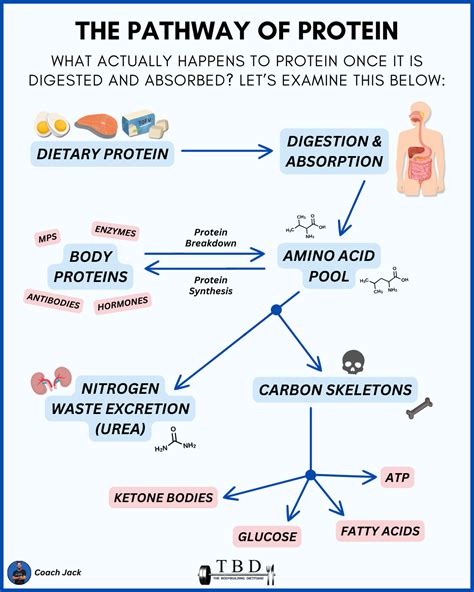 How To Calculate Your Macros (Protein, Carbs, Fat & Fibre) — The Bodybuilding Dietitians