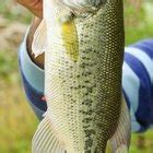 Bass-Fishing Tips for Morning Fishing | Gone Outdoors | Your Adventure ...