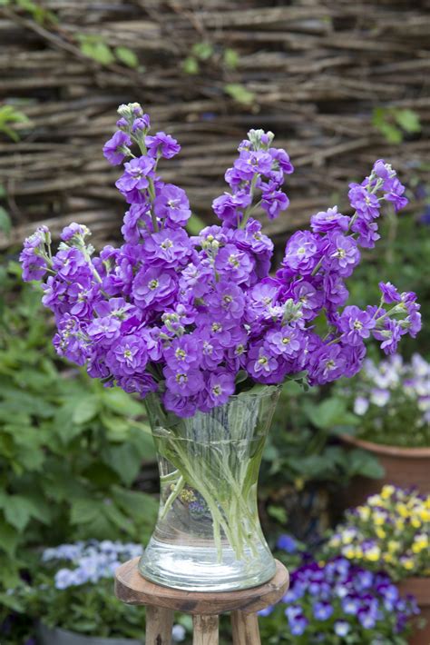 MATTHIOLA incana Anytime Lavender - Muller Seeds