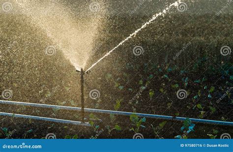 Irrigation System Watering a Crop of Soy Beans Stock Photo - Image of ...
