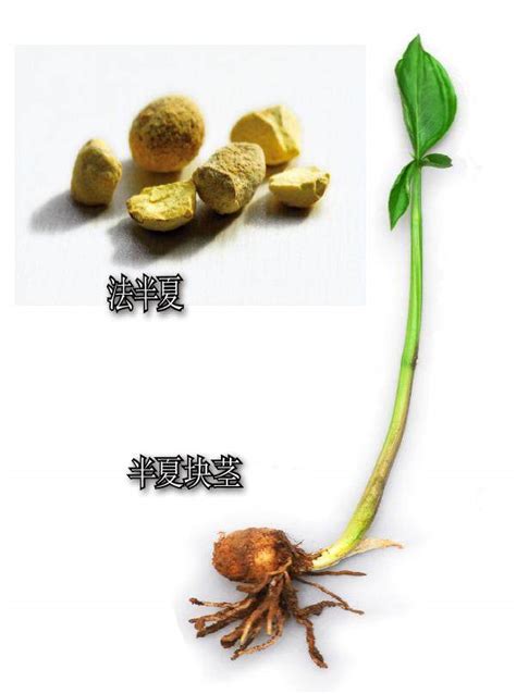 半夏种植技术及病害防治 - 蜜源植物 - 酷蜜蜂