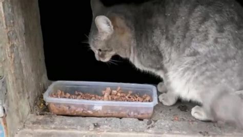 流浪猫伤人，法院判喂食流浪猫的人赔钱！爱心喂猫注意做一事预防_判决