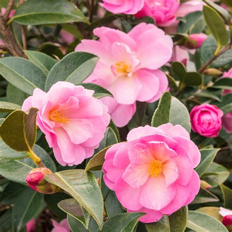 Taylor's Perfection Camellia for Sale | Perfect Plants