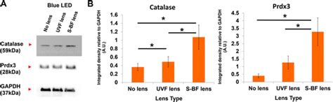 Image result for MTT Assay Using OriginPro