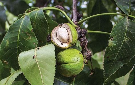 Missouri Native Trees: A Guide to Local Species