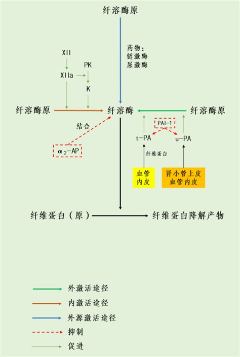 纤维蛋白原直接与神经细胞相互作用，引起脑炎症 - 知乎