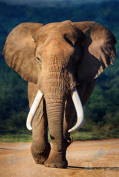 公路上的大象摄影高清图片下载-找素材