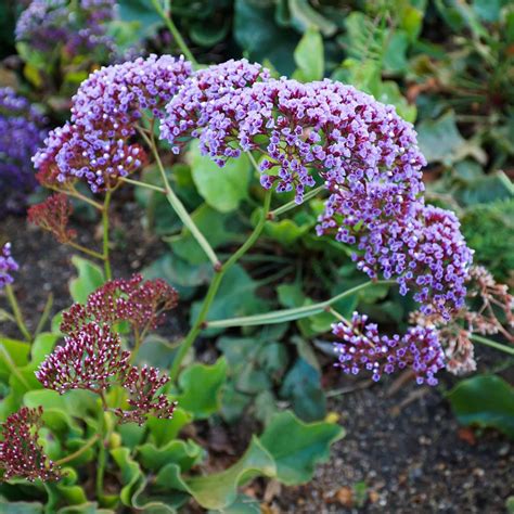 Sea Lavender Statice Plant - Buy Now! - Ladybird Nursery