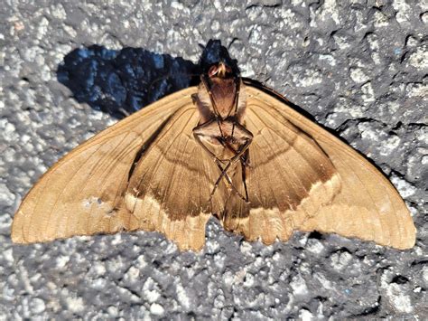 Large brown moth (Northern VA, USA) : r/whatisthisbug