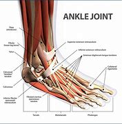 ankle 的图像结果