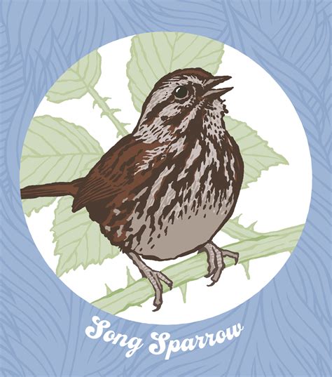 PNW Little Brown Jobs birding sticker sheet » Calyx Design