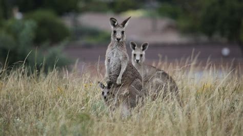 Kangaroo Mob | Kangaroo Fact Sheet | Nature | PBS