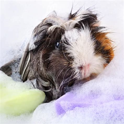 Best Shampoo for Guinea Pigs - My Top 3 Recommendations