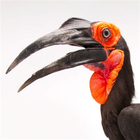 Southern ground-hornbill, facts and photos