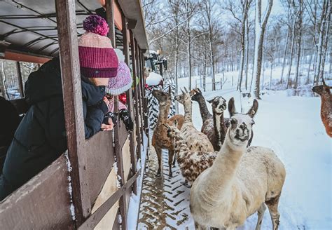A Magical Christmas Adventure - Varysburg, NY - Hidden Valley Animal ...