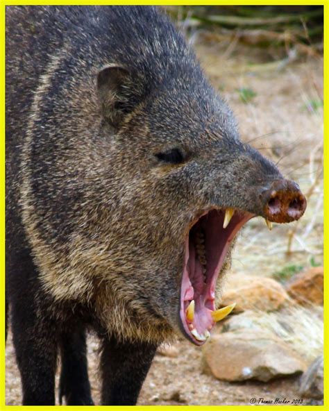 Life in the Sonoran Desert - javelina what are they related to
