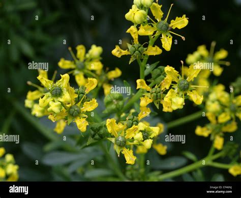 Common or Garden Rue, Ruta graveolens, Rutaceae. Aka Herb of Grace ...