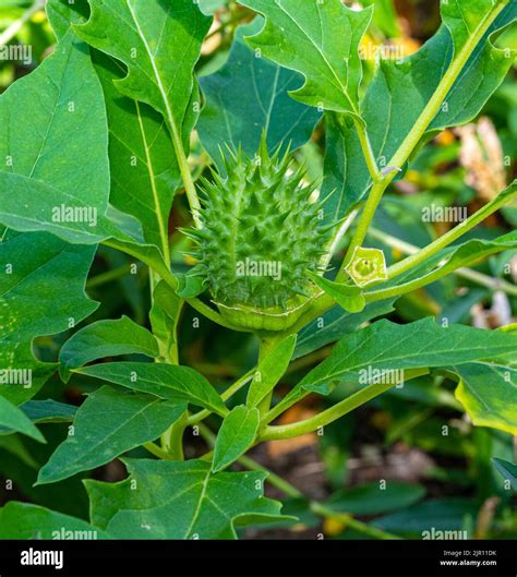 Datura stramonium, known by the common names Jimson weed or datura, is a plant in the Solanaceae ...