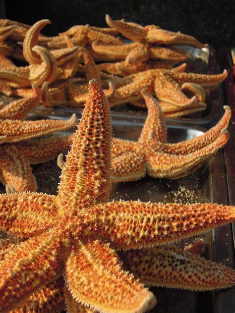 Can You Eat Starfish