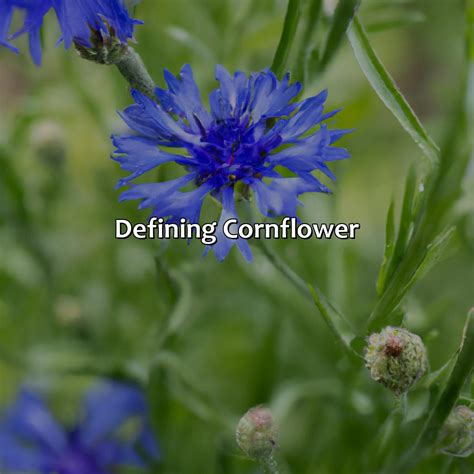 What Color Is Cornflower at Everett Reynolds blog