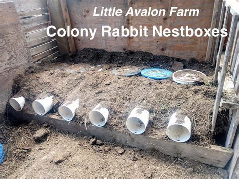 DIY Rabbit Colony 的图像结果