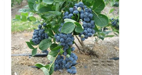 「蓝莓树」蓝莓树_价格表_批发_基地_图片_种植养护-四川成都途美园林