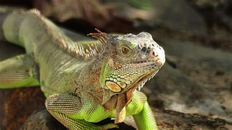 Iguana Attack 的图像结果