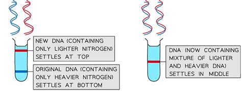 Nucleic Acids: Structure and DNA Replication - Biology for Grade 12 PDF ...
