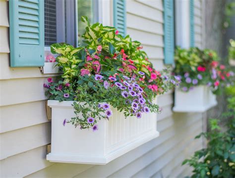 How to Clean and Refresh Your Window Boxes