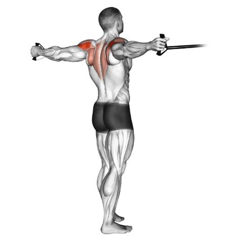 Machine Reverse Fly: Guide, Muscles Worked, Tips | Athlemove