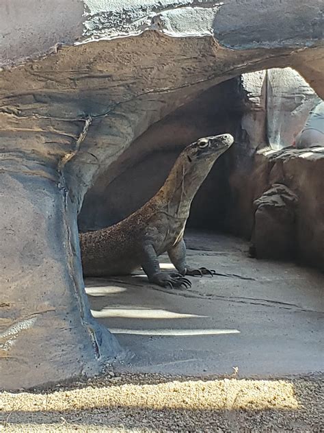 Big Gal' at the Australia Zoo (Komodo Dragon that I got to pet) : r ...