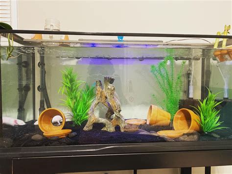 Axolotl Aquarium Setup