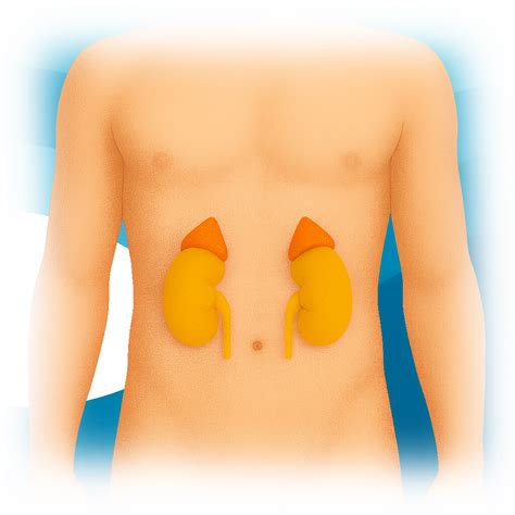 Cortisol AM Test | Ulta Lab Tests