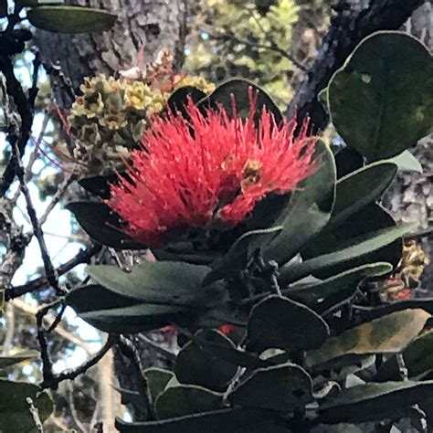 Learn More About Hawaiian Plants | Experience Hawaiian Flora