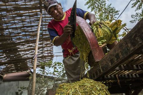 Apa Perbedaan Tembakau Rajangan dan Tembakau Iris?