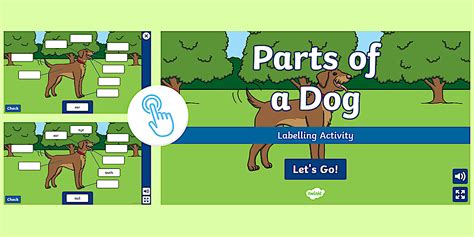 Interactive Parts of a Dog Labelling Activity | Twinkl Go!