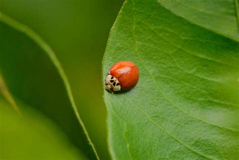 Pest Experts Discuss Why Some Ladybugs Don’t Have Spots