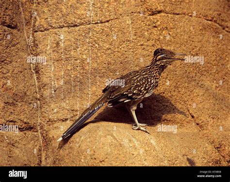 Lesser RoadRunner 的图像结果