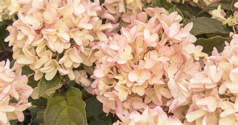 New plants promise gardens awash in color