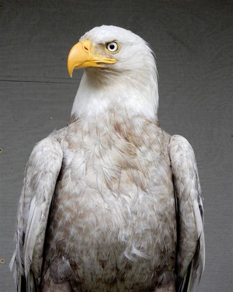 Rarest Eagle In The World
