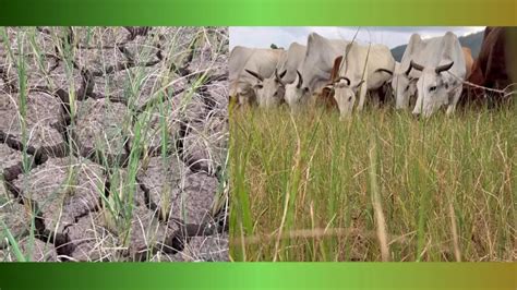 Paddy farmers in Gajapati stare at uncertain future due to deficit ...