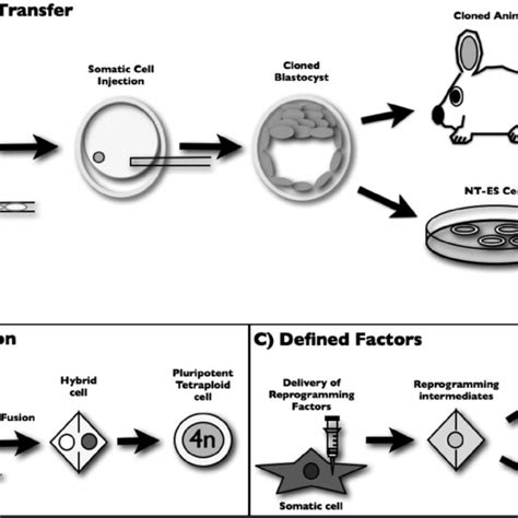 Reprogramming Cells 的图像结果