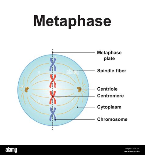 Metaphase Drawing