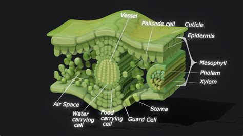 Leaf Cross Section Leaf Cross Section Printout EnchantedLearning.com