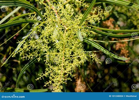 Searsia Lancea, Karee Tree, African Sumac, Willow Rhus Stock Photo ...