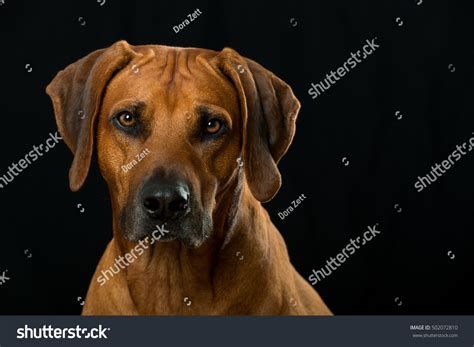 1,417 Black Rhodesian Ridgeback Stock Photos, Images & Photography ...